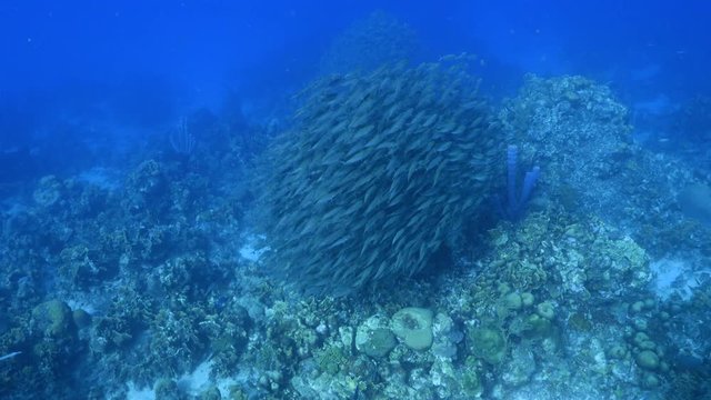 Bait ball in coral reef of Caribbean Sea around Curacao at dive site Playa Grandi