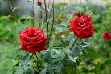 Vibrant red rose with raindrops in the garden