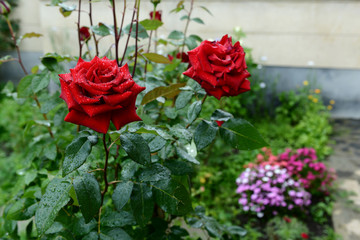 Vibrant red rose with raindrops in the garden