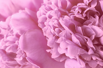 Obraz premium gentle background with flowers peonies macro. pink floral background close up.