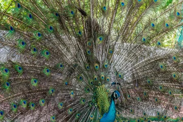 Fotobehang Vogelpark Taman Burung in Kuala Lumpur © johnhofboer50