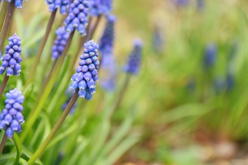 Grape hyacinth