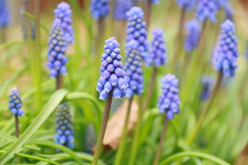 Grape hyacinth