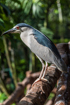 Bird park Taman Burung in Kuala Lumpur