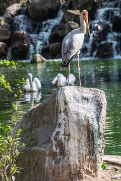 Bird park Taman Burung in Kuala Lumpur