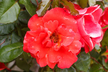Pink rose in a garden during spring