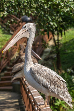 Bird park Taman Burung in Kuala Lumpur