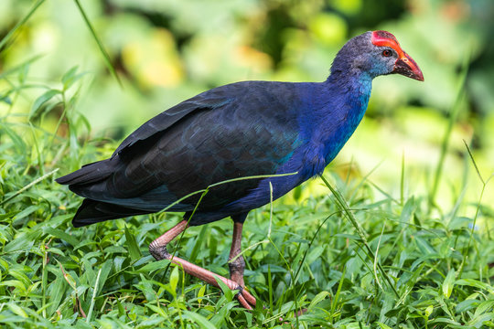 Bird park Taman Burung in Kuala Lumpur