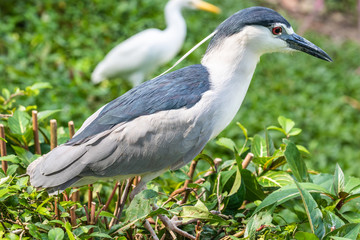 Bird park Taman Burung in Kuala Lumpur