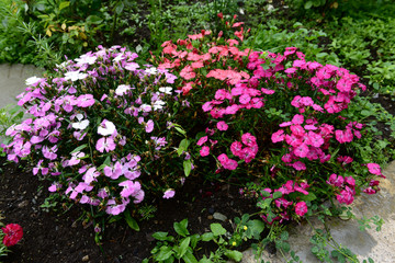 Sweet William with raindrops (Dianthus barbatus)