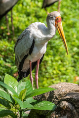Bird park Taman Burung in Kuala Lumpur