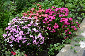 Sweet William with raindrops (Dianthus barbatus)