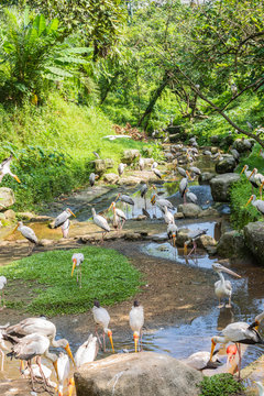 Bird park Taman Burung in Kuala Lumpur