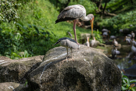 Bird park Taman Burung in Kuala Lumpur