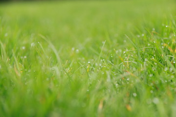 Grass