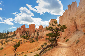 Bristlecone pine next to hiking trail at Bryce Canyon National Park, Utah, USA