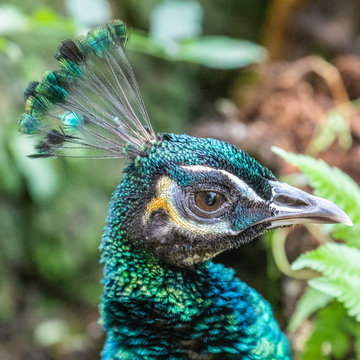 Bird park Taman Burung in Kuala Lumpur