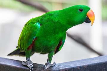 Bird park Taman Burung in Kuala Lumpur
