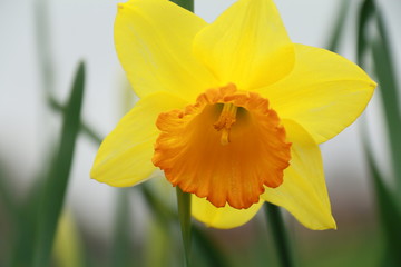 Daffodil