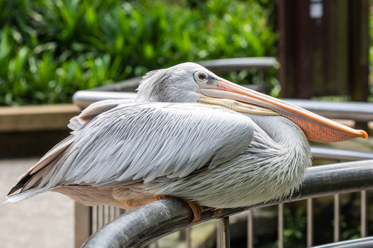 Bird park Taman Burung in Kuala Lumpur