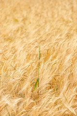 Weizenähre im Getreidefeld