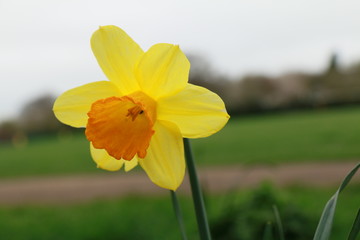 Daffodil