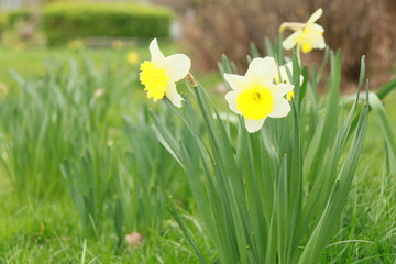 Daffodil