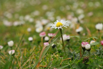 Daisy