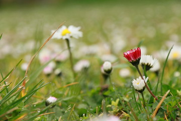Daisy