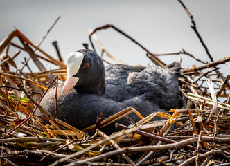 Fototapeta premium birds in the nest