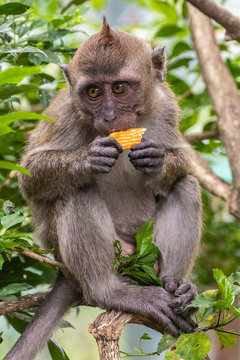apes in Taman Burung bird park