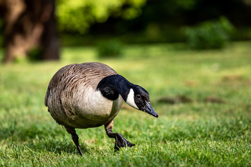 goose on grass