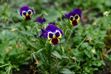Viola tricolor on natural background