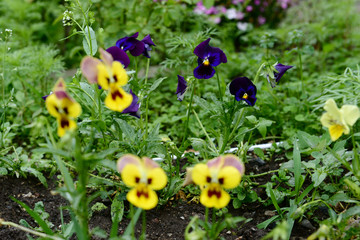 Viola tricolor on natural background