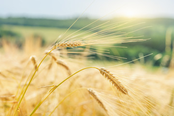 Gerste im Feld