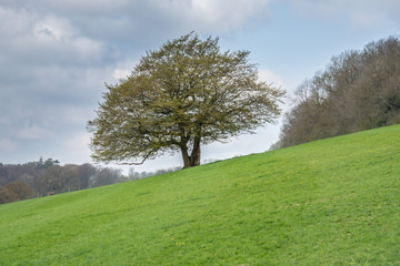 Obraz premium single tree in a field