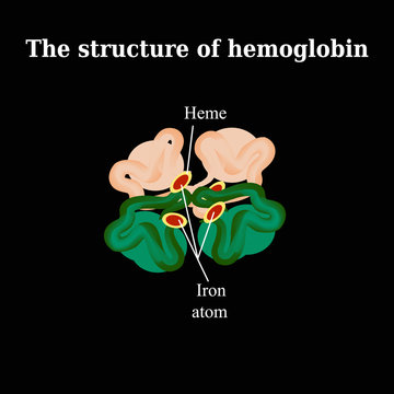 The structure of the hemoglobin. Vector illustration