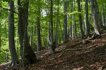Old sloping beech forest with fallen leaves. Fallen beech branches on the ground. Green leaves on trees.