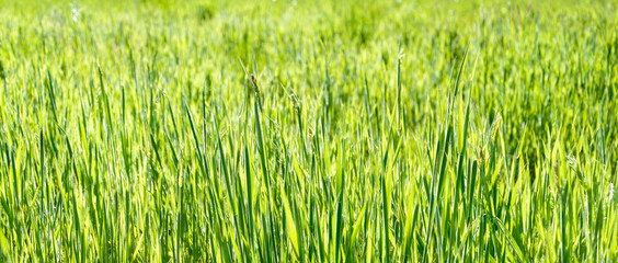 just green grass at the summer meadow