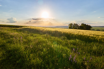 Obraz premium Rheinhessen wieczorem (czerwiec)