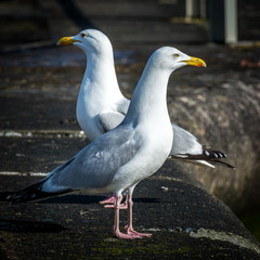 couple of seagulls