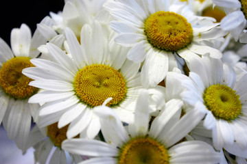 A bouquet of daisy flowers close-up in daylight with selective focus.