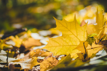 Autumn scene in a park