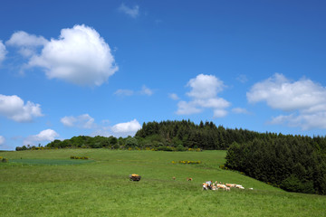 Obraz premium Eifellandschaft mit grüner Wiese und Wald und bKühen und blauem Himmel mit weißen Wolken - Stockfoto