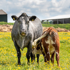 cow and calf
