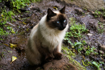 Naklejka na ściany i meble A wild cat with blue eyes found in the Azores, Portugal.
