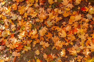 Autumn maple leaves lie on the ground.