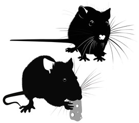 animal rat vector isolated on white background