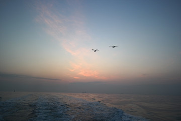 Fototapeta na wymiar 자유로운 바다갈매기