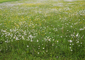 Fototapeta premium Blumenwiese für Bienen und Insekten
